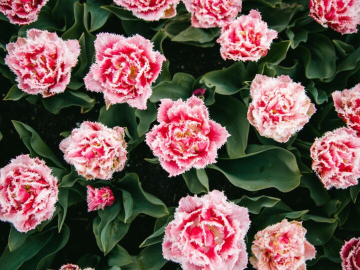 Jardn de Plantas